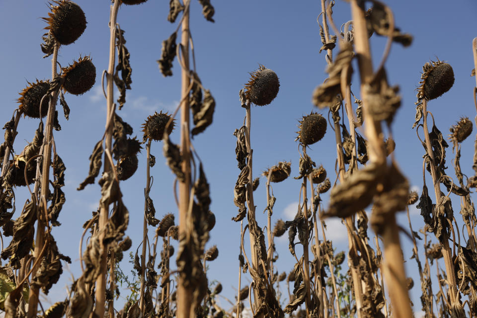 FILE - Sunflowers fields are completely dry in the Kochersberg near Strasbourg eastern France, Aug. 28, 2022. Widespread drought that dried up large parts of Europe, the United States and China this past summer was made 20 times more likely by climate change, according to a new study. (AP Photo/Jean-Francois Badias, File)