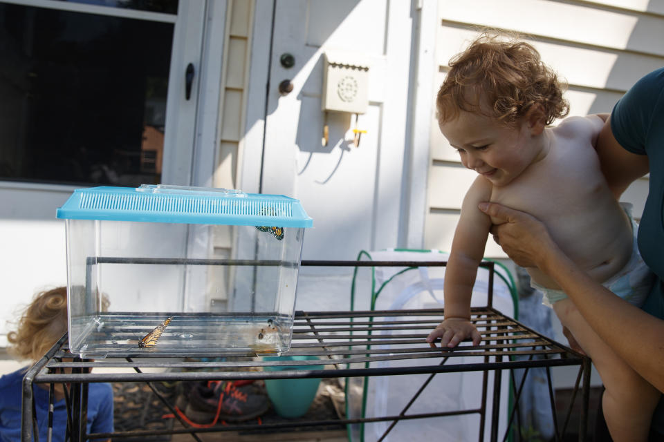 Cara Powell holds her son 1-year-old son Arthur Powell so he can see newly emerged monarch butterflies in a container before they are released in Laura Moore's yard in Greenbelt, Md., Friday, May 31, 2019. Despite efforts by Moore and countless other volunteers and organizations across the United States to grow milkweed, nurture caterpillars, and tag and count monarchs on the insects' annual migrations up and down America, the butterfly is in trouble. (AP Photo/Carolyn Kaster)