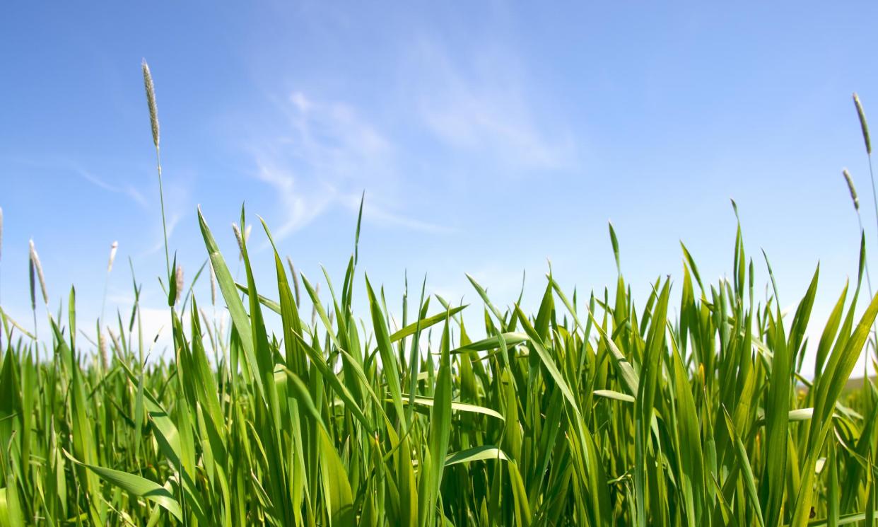 <span>Hidden menace: ticks can be found anywhere there’s sufficient vegetation and mammal hosts – from the Highlands to urban parks.</span><span>Photograph: Getty Images</span>