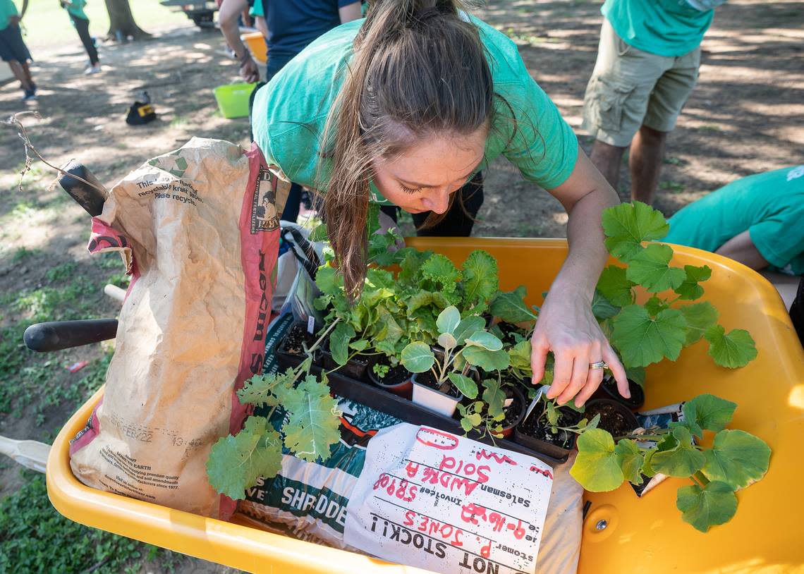 More than 100 volunteers with Blue Zones Project and Southside Community Garden worked to build 10 garden beds at Morningside Middle School and install them at homes throughout the area on Saturday. According to the Blue Zones Project, volunteers worked with the homeowners to plant seasonal vegetables, such as broccoli, spinach and kale.