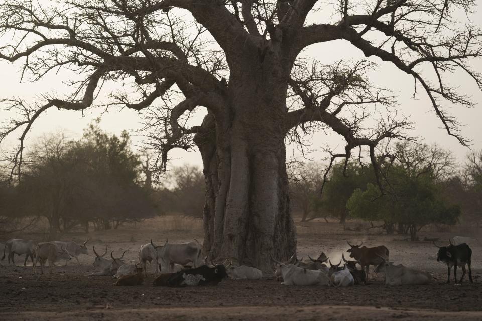 A photo of a herd of cows laying down beneath a Baobab tree.