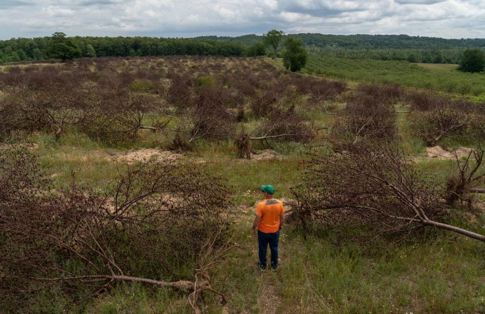 John Pulcipher stands among rows of uprooted cherry trees on his more than 150-year old orchard in Williamsburg, Michigan, on Friday, July 14, 2023.