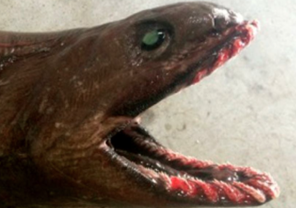 Rare and terrifying sea creature caught in Australia