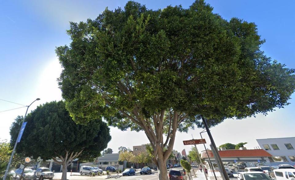 The city of San Luis Obispo removed six large ficus trees from Monterey Street after an arborist found the trees’ roots would impact plans to build ADA-compliant sidewalks along the street. A Google street view shows two of the removed trees at the intersection of Monterey and Toro streets in January 2021.
