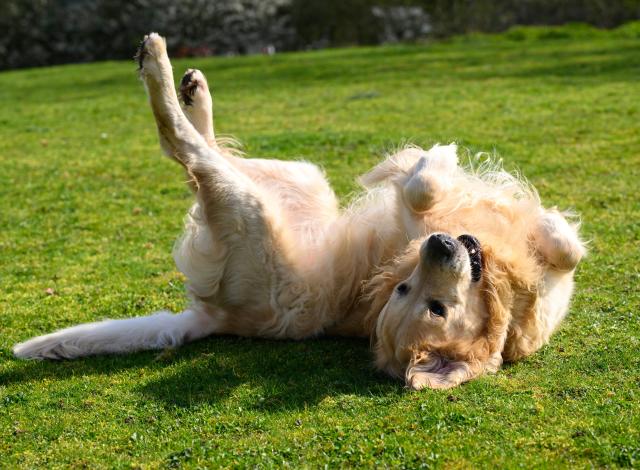 Tipton's Golden Retriever