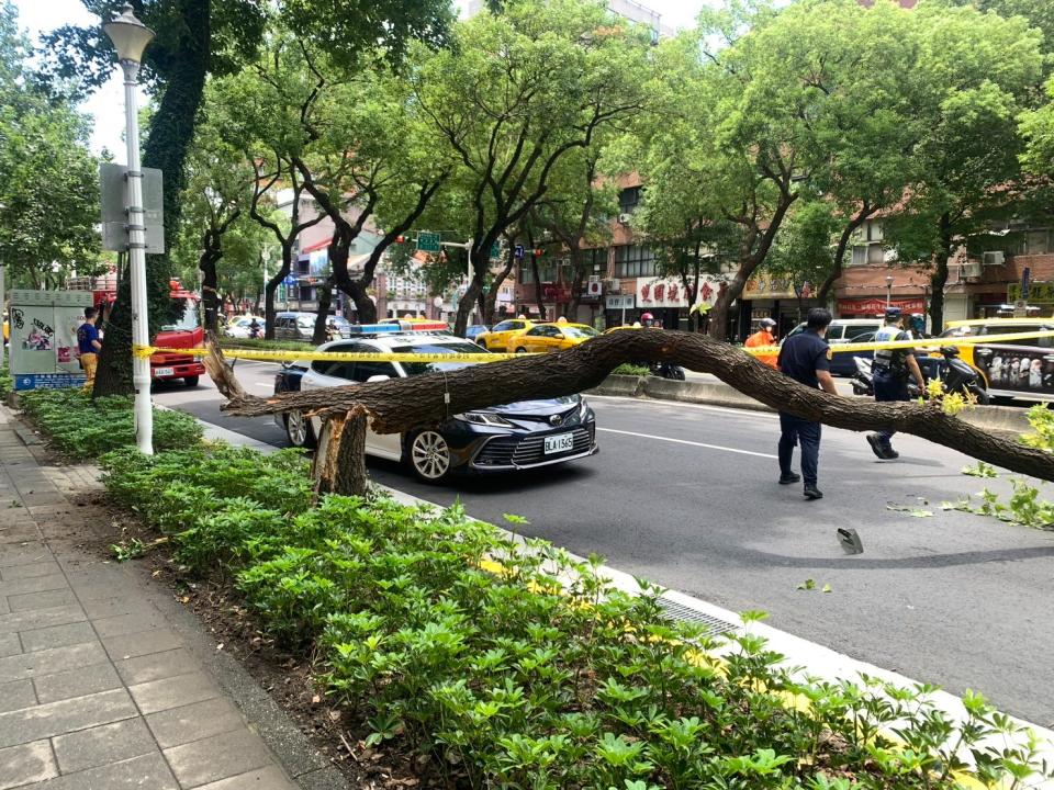 台北市中山北路一株路樹突然倒下，砸死一名路過機車騎士。民眾提供