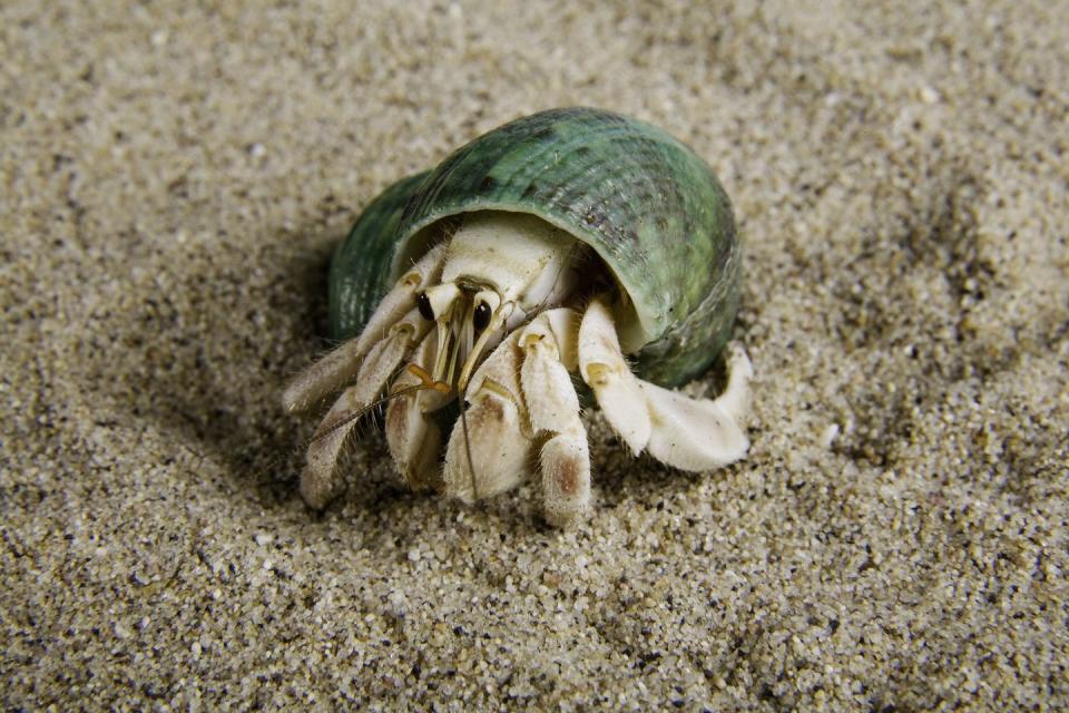 9) Hermit Crab