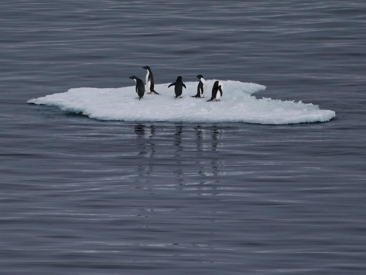Antarctic Ocean, near Casey Station, Antarctica - December 27, 2017:  Five Adelie penguins (Pygoscelis adeliae) perched on top of a bergy bit on a grey sea.