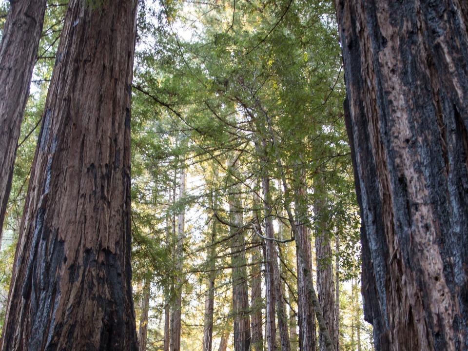 Redwood Trees in Big Basin Redwoods State Park