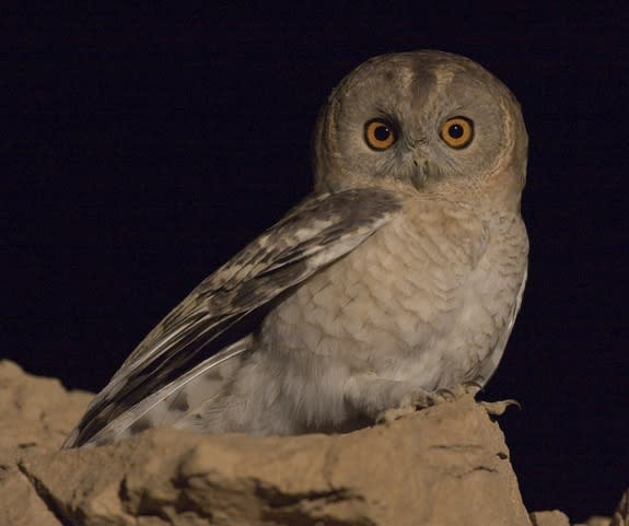 The tawny desert owl (Strix hadorami), once mistaken for another species of owl, lives in Middle Eastern countries, such as Israel, Egypt and Jordan.