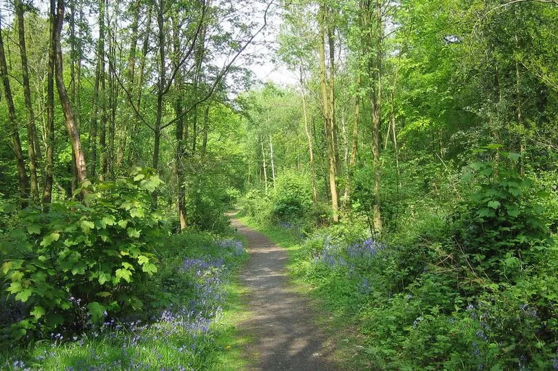 Uffmoor Wood