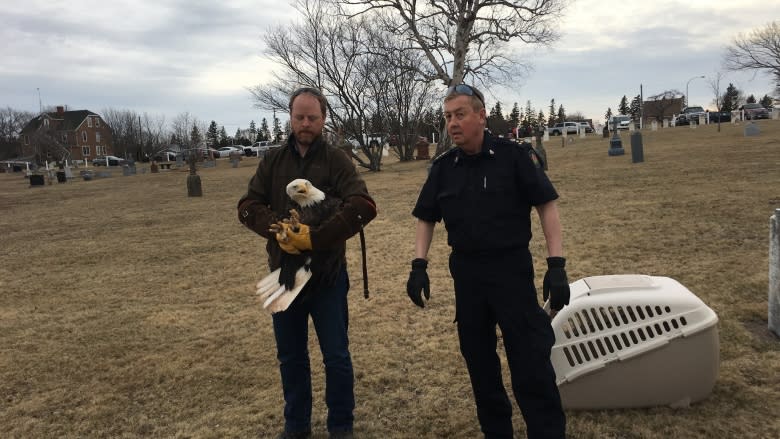 Injured bald eagle released back into wild going full circle for Mi'kmaq elder