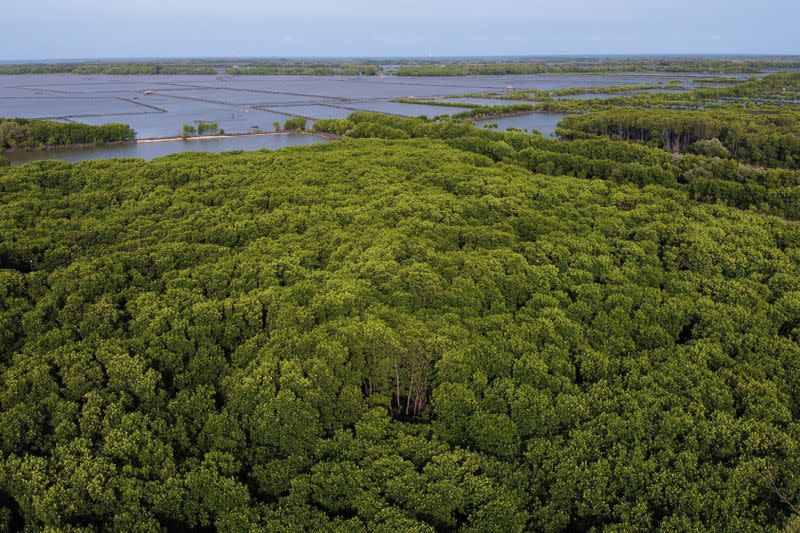 Environmentalist fights Indonesia's coastal erosion with fairy tales, puppet shows and mangrove saplings