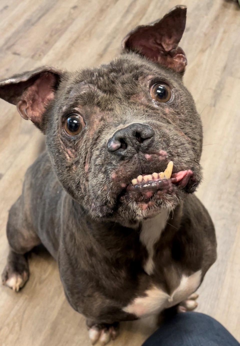 Big Daddy is a 4-year-old bundle of joy and affection. His favorite pastimes include fetching tennis balls, trying to sit in your lap and doing anything for a treat. This guy does well with calmer dogs his size or larger.