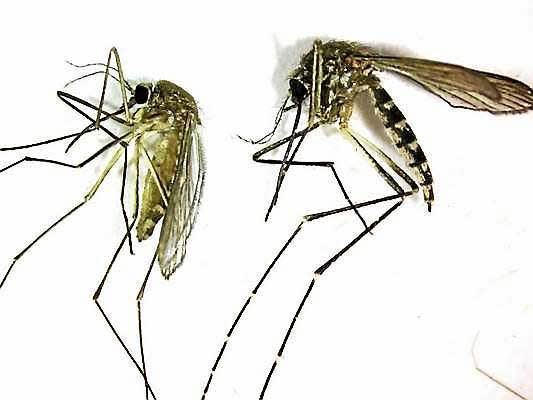 This undated photo  shows a Culex pipiens, left, the primary mosquito that can transmit West Nile virus to humans, birds and other animals. At right is an Aedes vexans, primarily a nuisance mosquito common to fresh water. It is a very aggressive biting mosquito but not an important transmitter of disease
