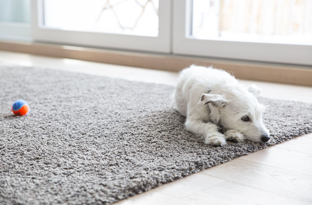 <em>Labour want tenant to have a default right to keep pets at home (Rex)</em>