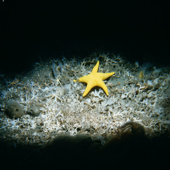 The photograph was taken at the bottom of the Weddell Sea during an expedition in 1988.