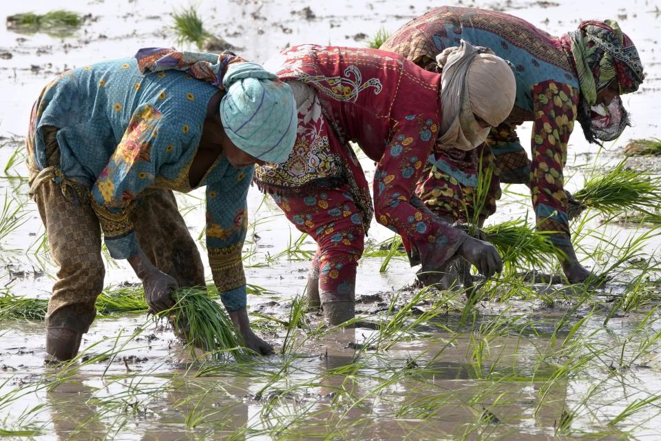 Villagers plant rice in a paddy field on the outskirts of Lahore, Pakistan, Thursday, June 8, 2023. Experts are warning that rice production across South and Southeast Asia is likely to suffer with the world heading into an El Nino. (AP Photo/K.M. Chaudary)