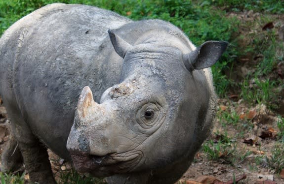 Scientists now consider the Sumatran rhinoceros (<em>Dicerorhinus sumatrensis</em>) extinct in the wild in Malaysia.