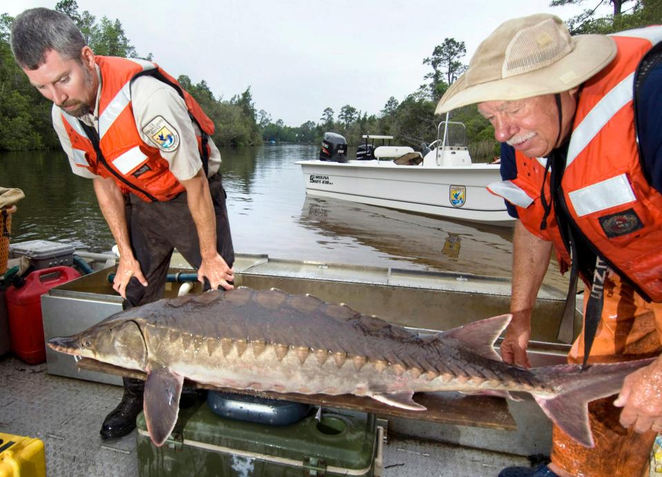 This April 5, 2012 file photo, shows U.S. Fish and Wildlife Service biologists Adam Kaeser, left, and Frank Parauka weighing a Gulf sturgeon on the Blackwater River near Milton as part of a study to determine the impacts of the BP oil spill on the ancient fish species. Scientists are beginning a study to find out, in part, whether creating oyster reefs in the fish'a critical habitat in the Gulf of Mexico is bad or good for the fish.