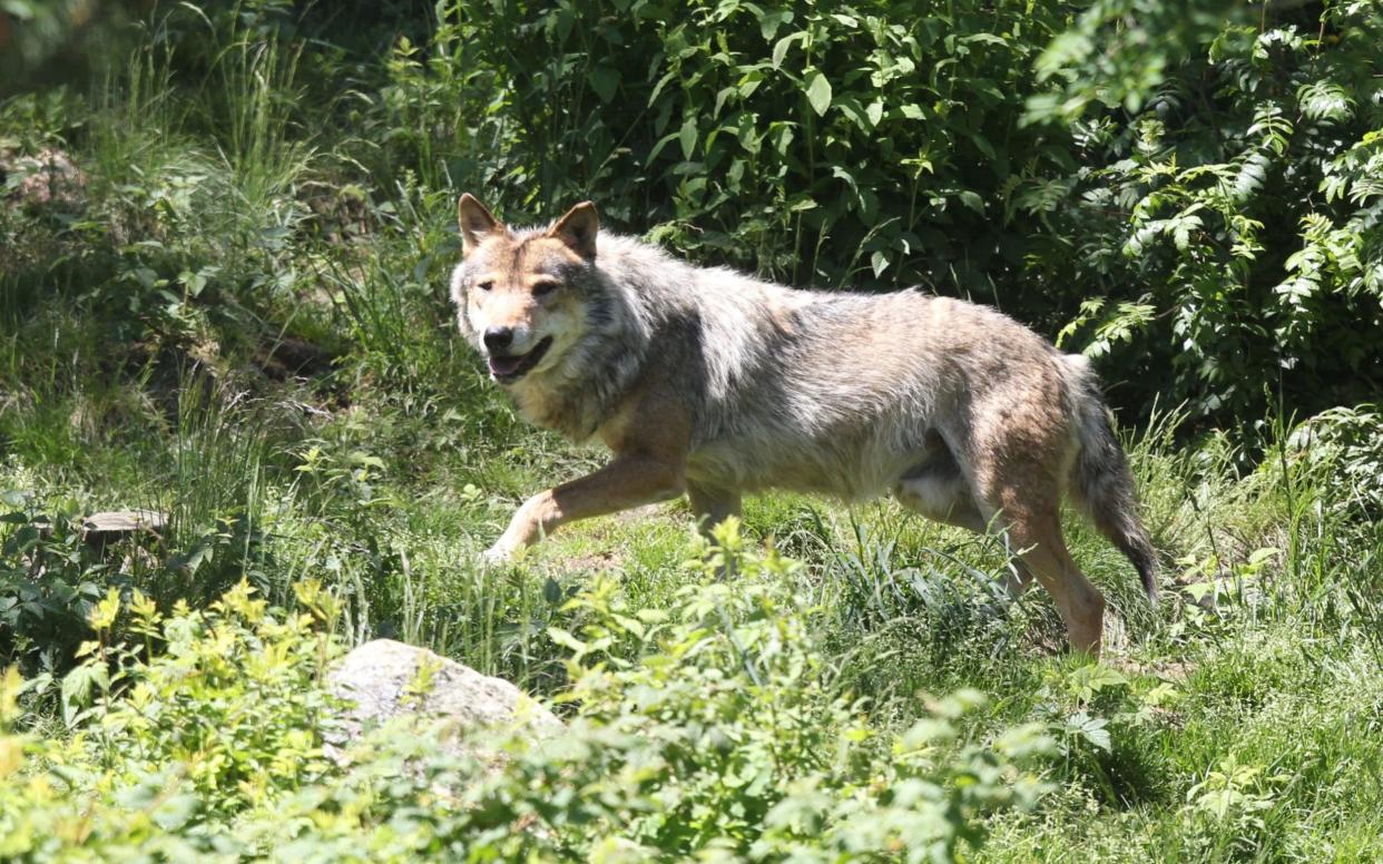 A European grey wolf - RAYMOND ROIG/AFP