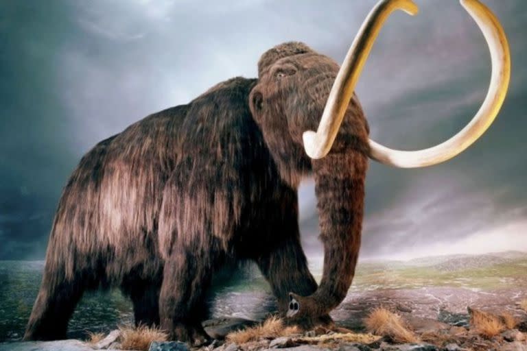 La compañía de genética Colossal intentará crear un ejemplar que sea un híbrido entre el mamut lanudo que se extinguió hace 4000 años y el actual elefante asiático, que está en vías de extinción