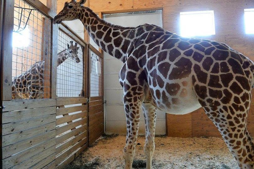 April the giraffe