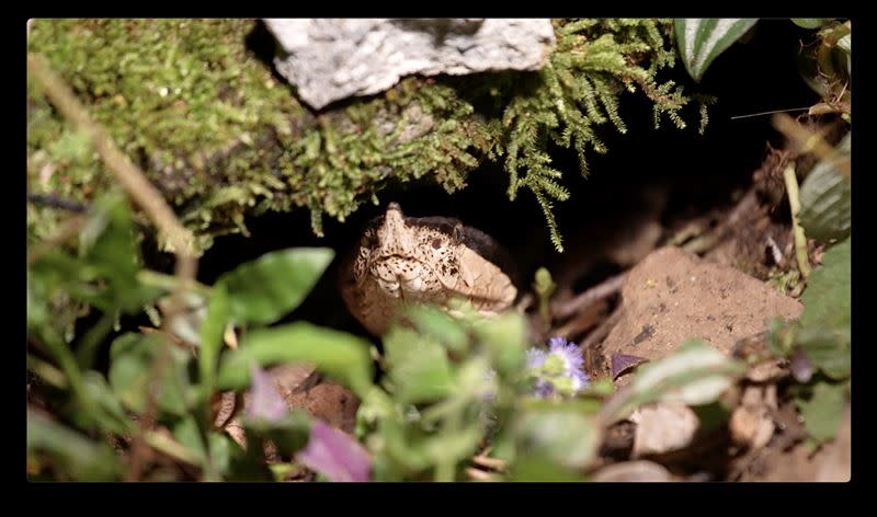 八仙山國家森林遊樂區內發現在岩縫中護卵的百步蛇。（圖／野聲 李昱拍攝提供）