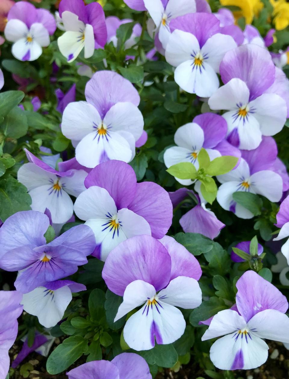 Spring Flower: Pansy