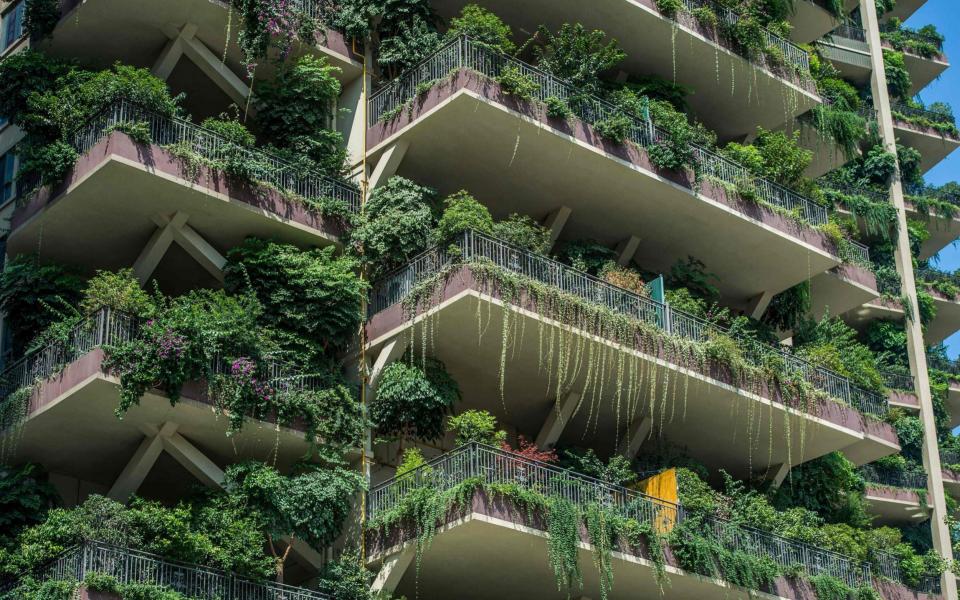 Balconies of empty apartments are overrun by plants and trees - STR/AFP