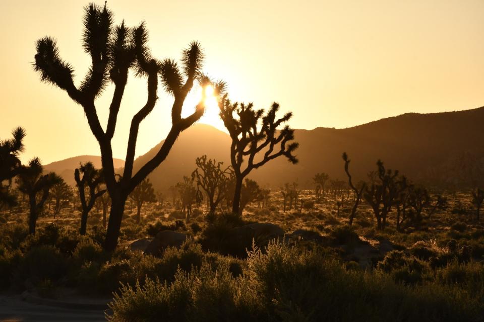 Joshua Tree National Park.