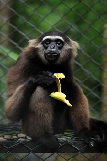 A rescued gibbon monkey is seen confined at the rehabilitation center run by French environmentalist Aurelien Brule, popularly known by his adopted nickname Chanee, meaning Gibbon in Thai, in Barito Utarra district of Central Kalimantan province, on Indonesia's Borneo island. For years, Chanee has worked towards protecting the gibbons whose ranks have been decimated by rampant deforestation