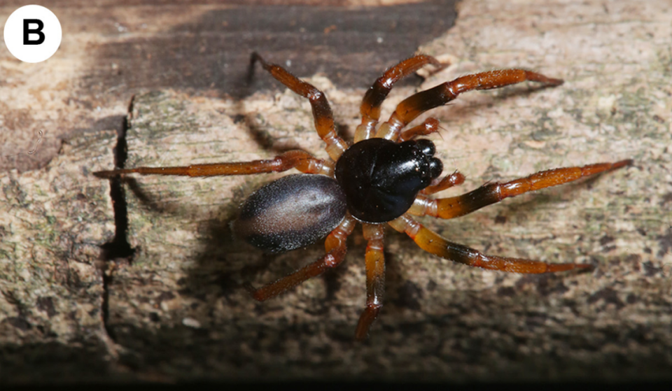 A Medmassa sagax, or sharp sac spider, on some wood.