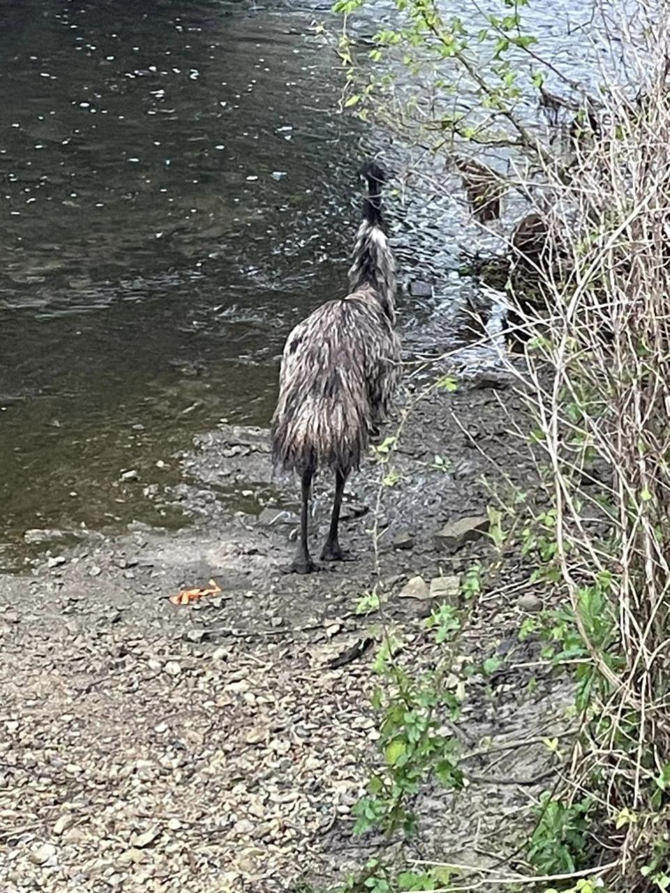 East Anglian Daily Times: The emu was found near a river