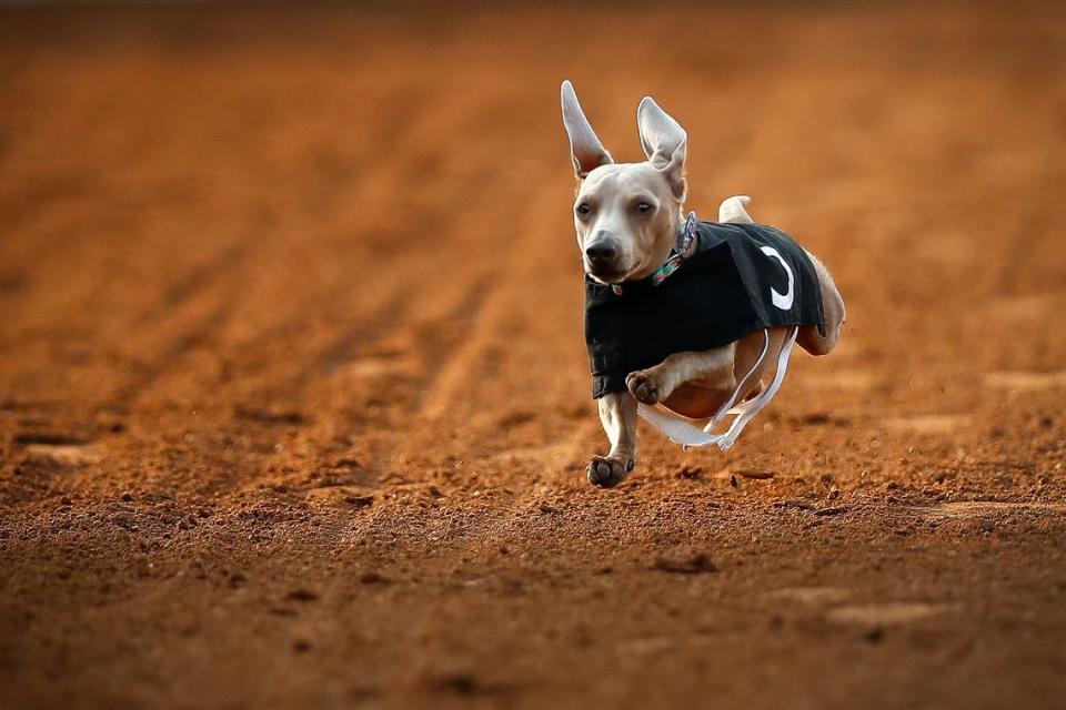 Waylon, a one-year-old dachshund belonging to Carma Heath, of Lexington competed during the Red Mile’s 2019 Wiener Dog Races at the Lexington race track. Proceeds from the 2021 event will benefit the Lexington Humane Society.