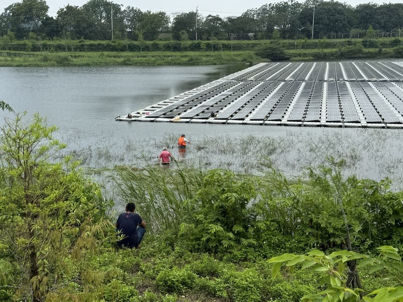 嘉縣中埔公館滯洪池疑鱷魚出沒 嘉義縣中埔鄉公所人員7日在公館滯洪池進行除草作 業時疑發現鱷魚蹤跡，縣府農業處經3天巡查仍未尋 獲，呼籲民眾若看到鱷魚切勿貿然捕捉，以免受到傷 害。 （嘉義縣政府提供） 中央社記者蔡智明傳真  113年5月10日 