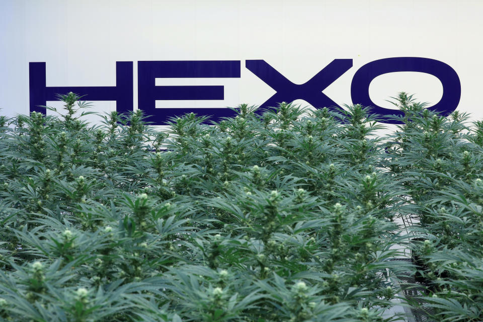 A Hexo Corp logo is pictured behind cannabis plants at their facilities in Gatineau, Quebec, Canada, September 26, 2018. REUTERS/Chris Wattie