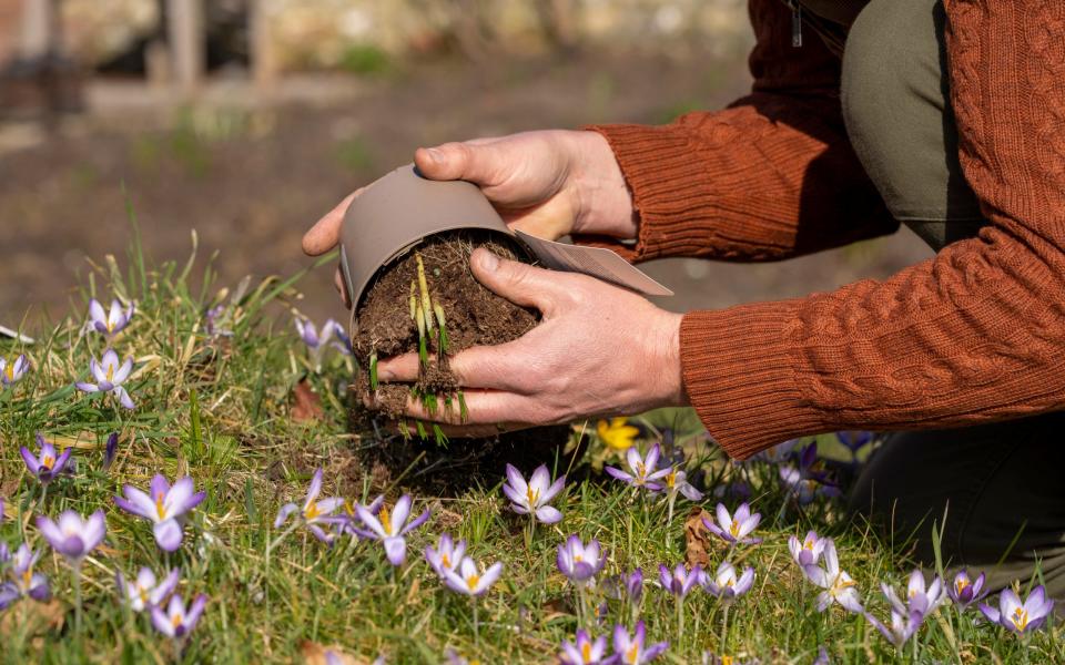 'Squirrels are much less likely to dig up bulbs when they’re in active growth, compared to when they’re dormant,' says Tom Brown - Andrew Crowley