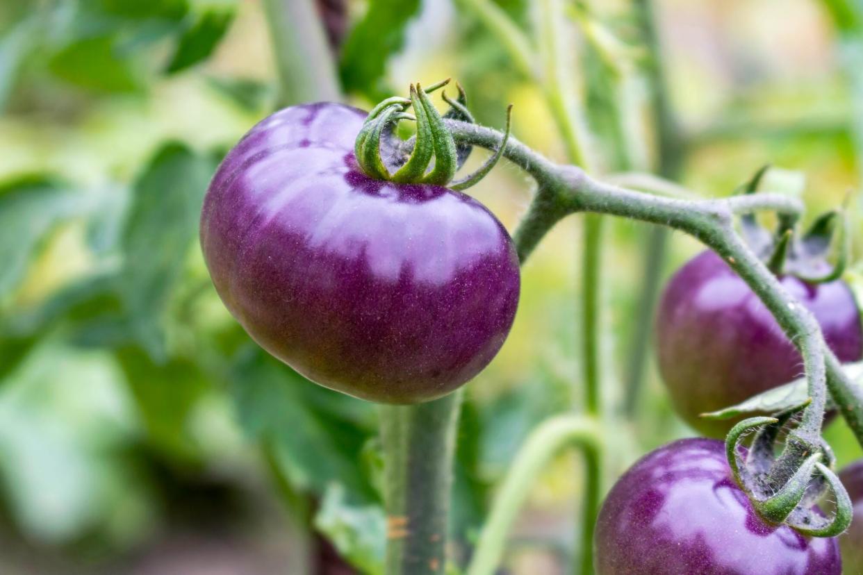 Fresh purple tomato on a branch