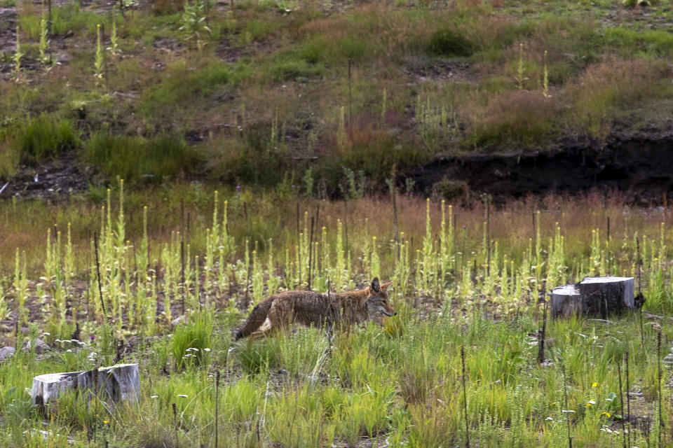 A coyote strolls through the Santa Clara Canyon in northern New Mexico, Tuesday, Aug. 23, 2022. The canyon, part of Santa Clara Pueblo, remains closed to the public while its habitat is restored after devastating wildfires and flash floods. (AP Photo/Andres Leighton)