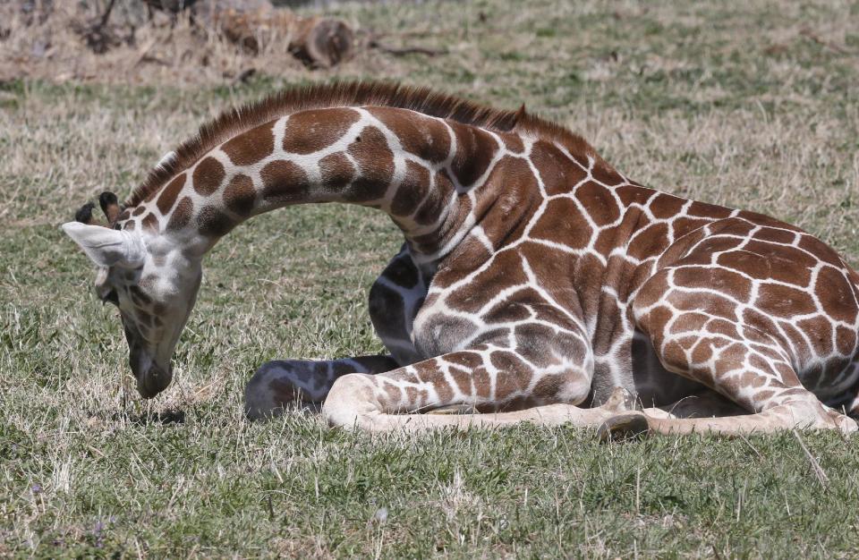 Six-month-old Kyah, a giraffe at the Oklahoma City Zoo, sits on the ground as she grazes at the zoo in Oklahoma City, Friday, April 4, 2014. Kyah will undergo surgery at Oklahoma State University to repair a vessel in her heart that has wrapped around her esophagus, making it difficult for her to eat solid foods, at a time when her mother is trying to wean her. (AP Photo/Sue Ogrocki)