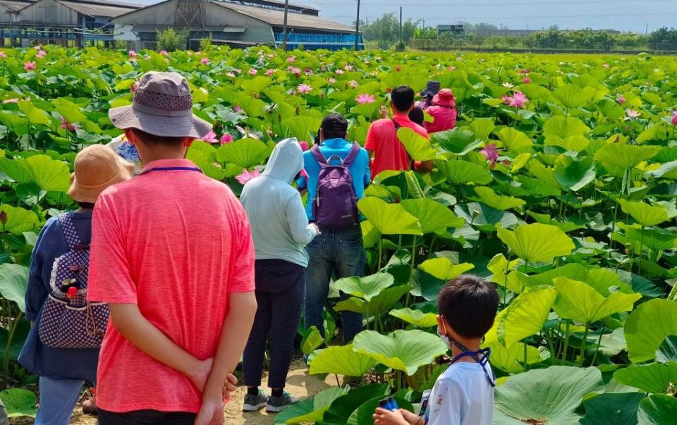 南市農村再生協會已提前安排白河賞蓮社區深度旅遊。（吳長庚提供）
