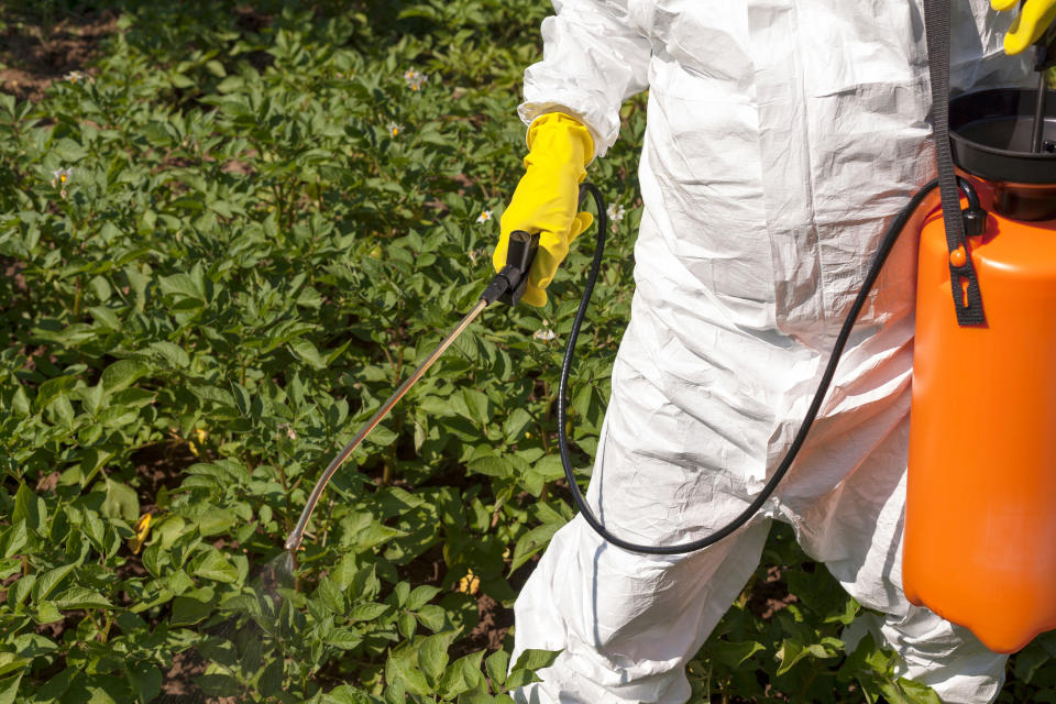 Los pesticidas afectarían más de lo que se cree. Foto: Mihajlo Maricic / EyeEm / Getty Images