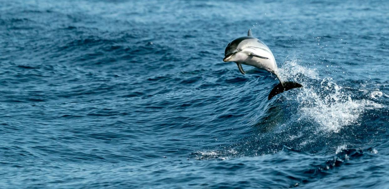   <span class="attribution"><a class="link " href="https://www.shutterstock.com/es/image-photo/striped-dolphin-jumping-outside-sea-1683593815" rel="nofollow noopener" target="_blank" data-ylk="slk:Shutterstock / Andrea Izzotti;elm:context_link;itc:0;sec:content-canvas">Shutterstock / Andrea Izzotti</a></span>