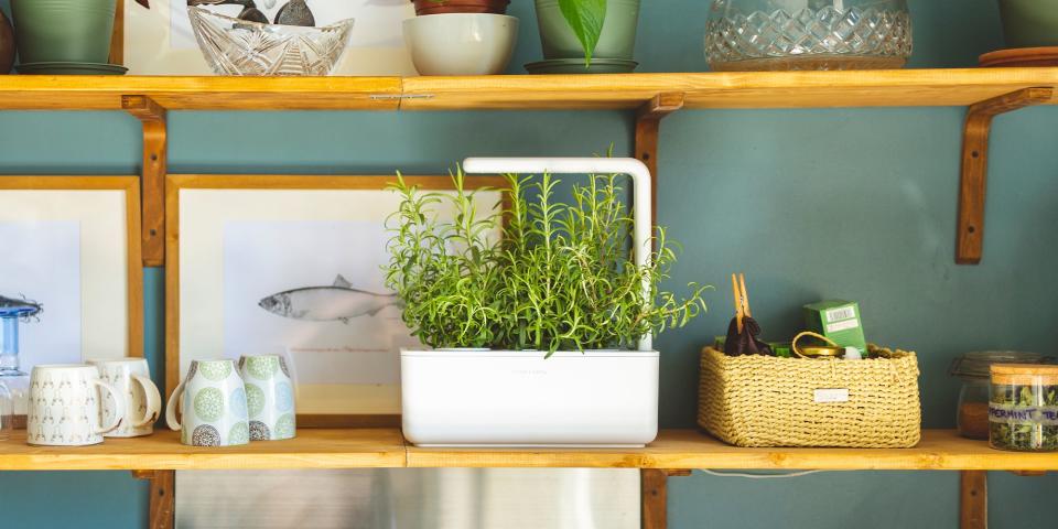 Upgrade Your Dinner Menu With These Super Sleek Indoor Herb Gardens