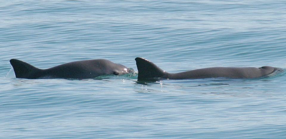 A mother and calf vaquita surfacing in the waters off San Felipe, Mexico.