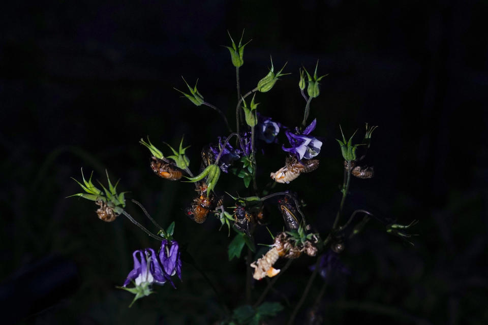 Cicadas, adults and nymphs shedding their shells cling to a flowering plant in a Columbia, Md., garden, Monday, May 17, 2021. (AP Photo/Carolyn Kaster)