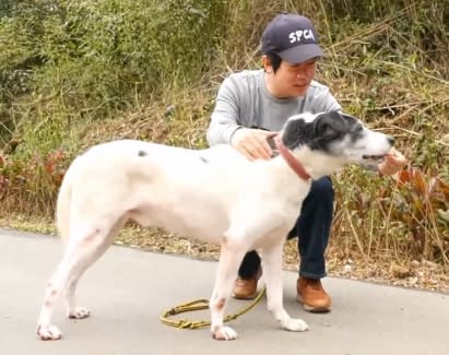 副總統賴清德假日到家鄉新北動物之家擔任一日志工。（圖／東森新聞）