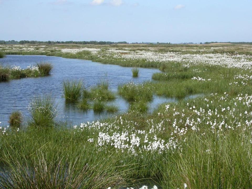 Thorne Moor at the Humberhead Peatlands National Nature Reserve (Peter Roworth/Natural England) (PA Media)