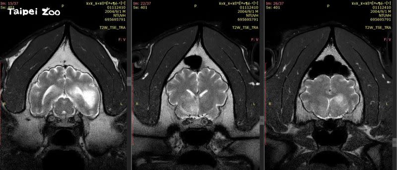 ▲團團第2次MR檢查結果，病情惡化。（圖／台北市立動物園）